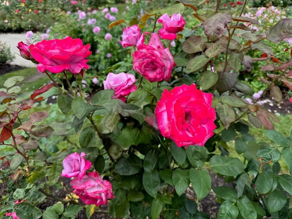 Rosa 'Betty Prior' (Betty Prior Floribunda Rose) — Northwest Blooms